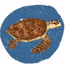 hawksbill turtle sea turtle orp olive ridley project
