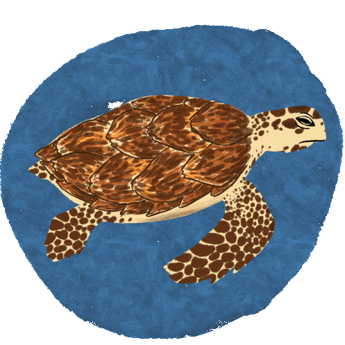 Hawksbill Turtle Sticker - Hawksbill Turtle Sea Turtle Stickers