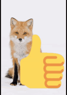 Meme Fox GIF