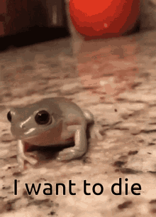 I Want To Die Frog GIF - I Want To Die Frog GIFs