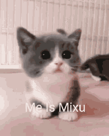 Me Is Mixu GIF - Me Is Mixu GIFs
