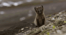 Fox Baby GIF - Fox Baby Rawr GIFs