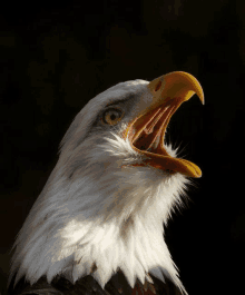 Screaching Eagle GIF - Screaching Eagle GIFs