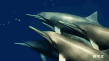 Dolphin David Attenborough GIF - Dolphin David Attenborough A Life On Our Planet GIFs