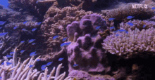 Swim Coral GIF - Swim Coral Fish GIFs