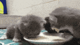 two kittens are drinking milk from a white bowl