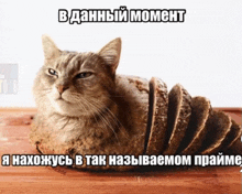a cat is laying on top of a loaf of bread with a caption in russian