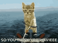 skiing cat water skiing you think you waviee surfing cat