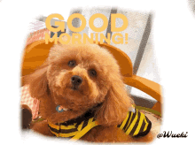 Cute Dogs GIF - Cute Dogs Toypoodle GIFs