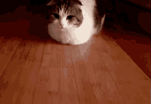 a cat is laying on a wooden floor and looking at the camera