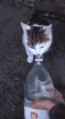 Cat Water Bottle GIF - Cat Water Bottle Splash GIFs