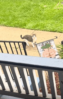a cat standing on a sidewalk next to a sign that says ' i love you '