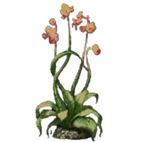 a plant with a lot of leaves and flowers