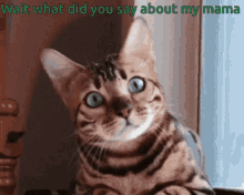 Cat Wait What GIF - Cat Wait What Did You Say About Mama GIFs