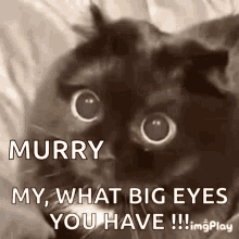 surprised cat cute big eyes shocked