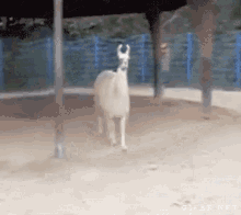 a gif of a llama standing in the dirt with a fence in the background