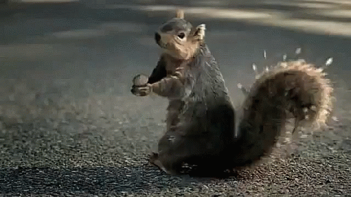 screaming squirrel meme