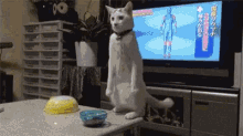 Cat Stand GIF - Cat Stand Aw GIFs