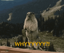 Why Marmot GIF - Why Marmot Yelling GIFs