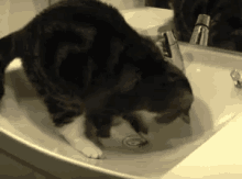 Cat Scratch GIF - Cat Scratch Sink GIFs