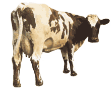 la cow
