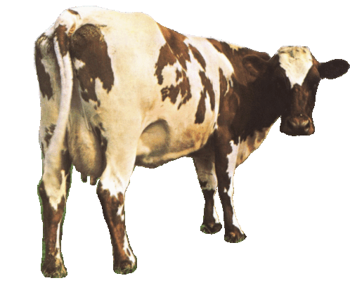 Cow Mucca Sticker - Cow Mucca Mucca Che Interrompe Stickers
