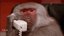 Telling Monkey GIF - Telling Monkey Phone GIFs