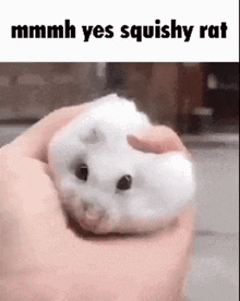 Squishy Rat Mouse GIF