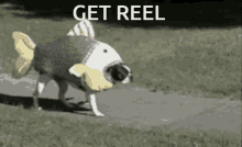 Get Reel GIF - Get Reel GIFs