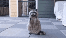Raccoon Praying GIF