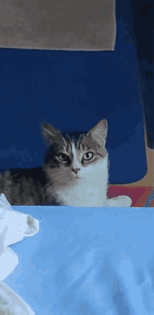 Chat Cat GIF - Chat Cat Yawn GIFs