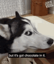 I Want It But Its Got Chocolate GIF - I Want It But Its Got Chocolate Dog Howl GIFs
