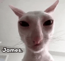 a close up of a cat 's face with the name james written on it .