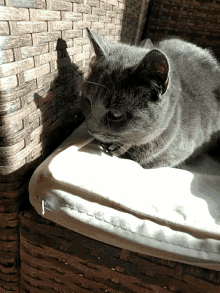 Mačička Lea GIF - Mačička Lea Cat GIFs