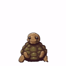 turtle turtle