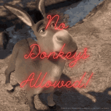 No Donkeys Allowed Slaughter No Donkeys GIF - No Donkeys Allowed No Donkeys Slaughter No Donkeys GIFs