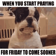when you start praying dog cute