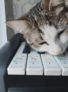 a cat laying on a piano keyboard with the keys da pe mu and fa
