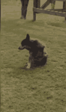 Dog Butt GIF