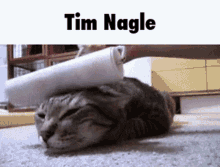 Tim Nagle Cat GIF - Tim Nagle Cat Paint GIFs
