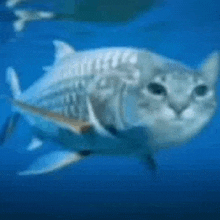 a cat shaped fish is swimming in the ocean .