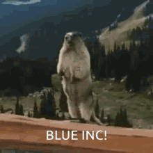 Blue Inc Calling Out GIF - Blue Inc Calling Out Marmot GIFs
