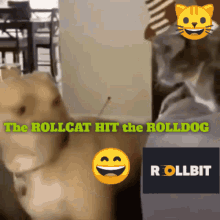 Funny Cats Rollbit GIF - Funny Cats Rollbit Funny Dogs GIFs