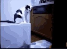 Cats Playing GIF - Cats Playing GIFs