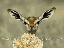 Deer Eating GIF - Deer Eating Popcorn GIFs