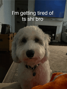 a small white dog laying on a couch with a caption that says i 'm getting tired