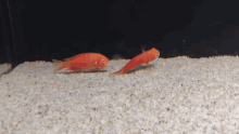 Tropheus Fish GIF - Tropheus Fish Swim GIFs