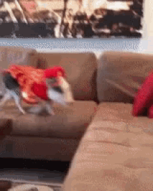 Funny Animals Pig GIF - Funny Animals Pig Lobster Costume GIFs