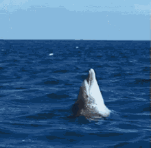 海豚 跳躍 翻滾 海面 開心 GIF