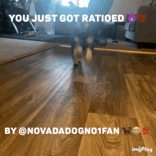 Nova Dog GIF - Nova Dog GIFs